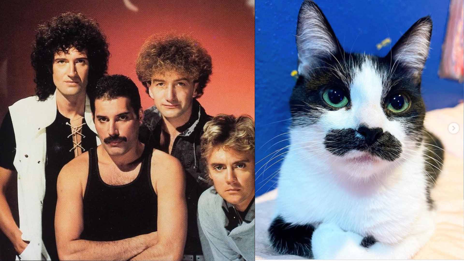 Cat With Moustache Resembling Freddie Mercury Goes Viral