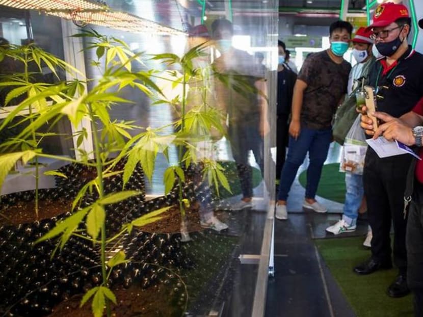Thailand in a green rush as government pushes cannabis as cash crop Thailand in a green rush as government pushes cannabis as cash crop
