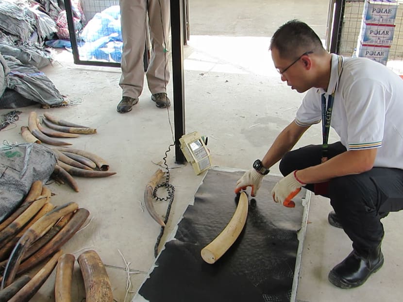 An AVA officer weighing an elephant tusk from the seizure.