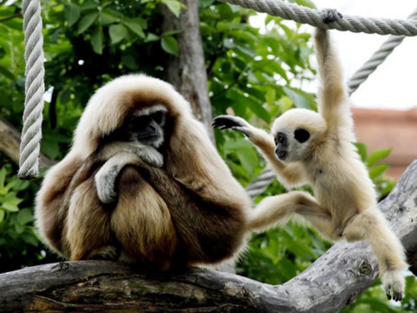 A white-handed Gibbon baby jumps towards his mother in its enclosure at Schoenbrunn zoo in Vienna May 7, 2010. REUTERS/Leonhard Foeger (AUSTRIA - Tags: ANIMALS)