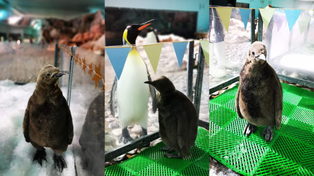 超疗愈！三只国王企鹅宝宝 飞禽公园内诞生