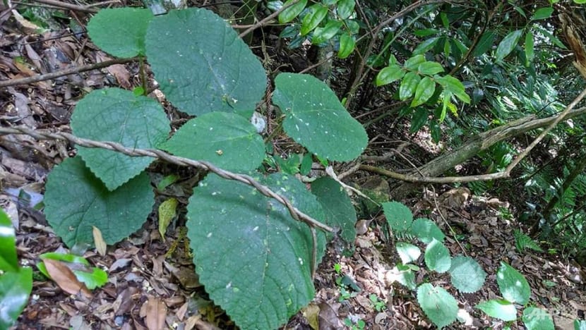 Australian stinging trees contain 'scorpion-like venom': Scientists Australian stinging trees contain 'scorpion-like venom': Scientists