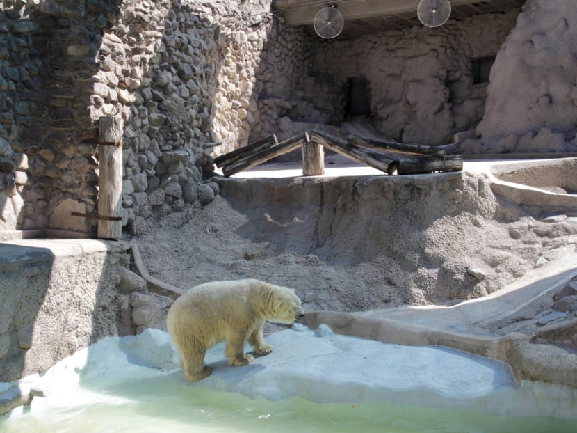 In this March 20, 2014 photo released by Greenpeace, Arturo, a 28-year-old polar bear, walks inside his concrete enclosure at the zoo in Mendoza, Argentina. Photo: AP