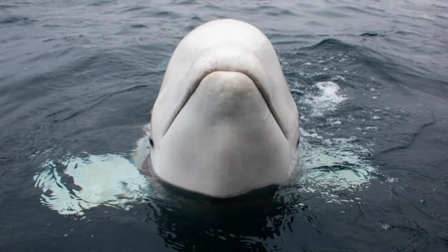 被指是俄国“间谍”鲸鱼现身瑞典 当地政府吁民众避免接触