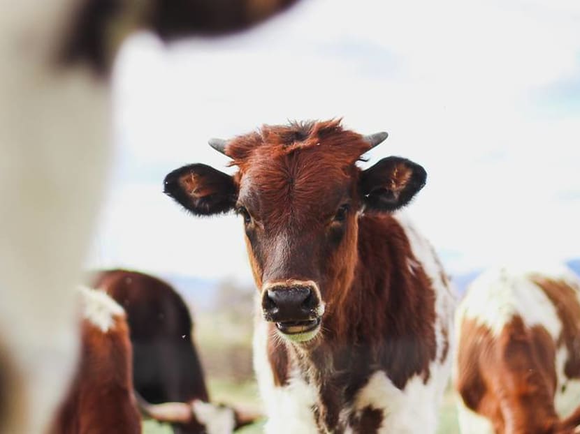 Commentary: Eating less meat is a climate priority Commentary: Eating less meat is a climate priority