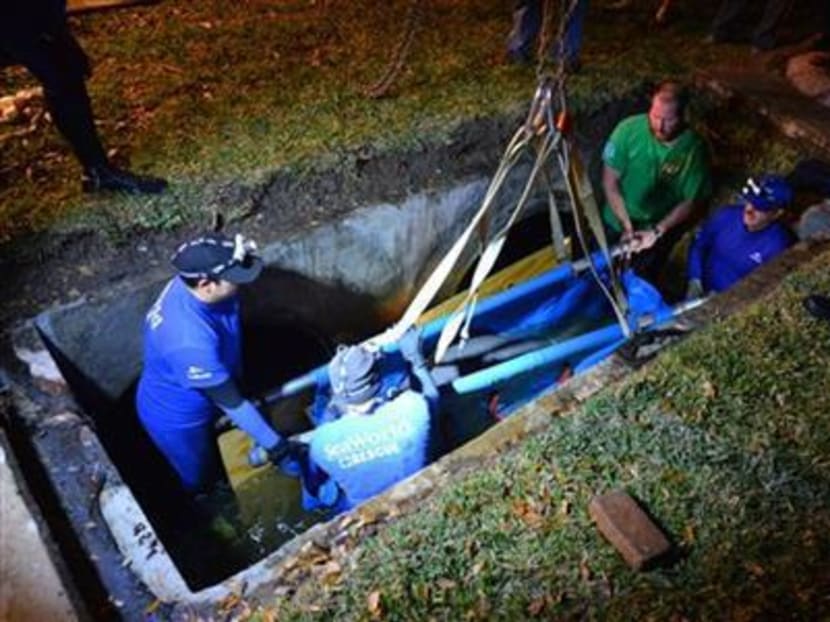 MANATEE SUCCESSFULLY RESCUED FROM CENTRAL FLORIDA STORM DRAIN visual data 8