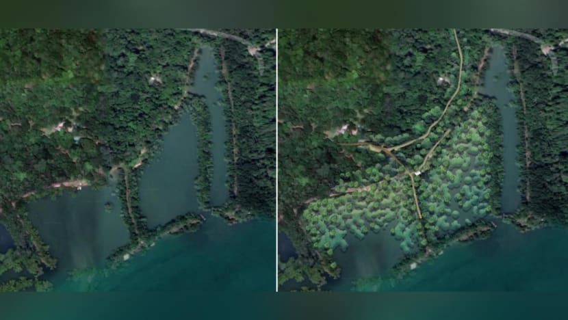 Mangrove park with about 8,000 trees to open in Pulau Ubin in 2026 Mangrove park with about 8,000 trees to open in Pulau Ubin in 2026