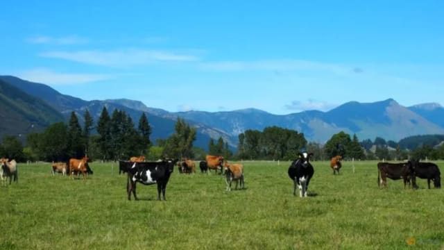 新西兰拟向畜牧业者征收排气税