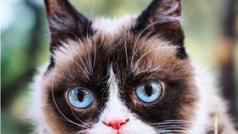 பல மில்லியன் ரசிகர்களைப் பெற்ற 'Grumpy Cat' மாண்டது
