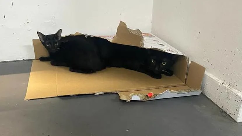 Wanita didenda buang 4 kucing peliharaan kerana khuatir boleh dijangkiti COVID-19 Wanita didenda buang 4 kucing peliharaan kerana khuatir boleh dijangkiti COVID-19