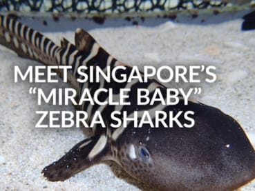 Singapore’s “miracle baby” zebra sharks Vanda and Hope | CNA Lifestyle