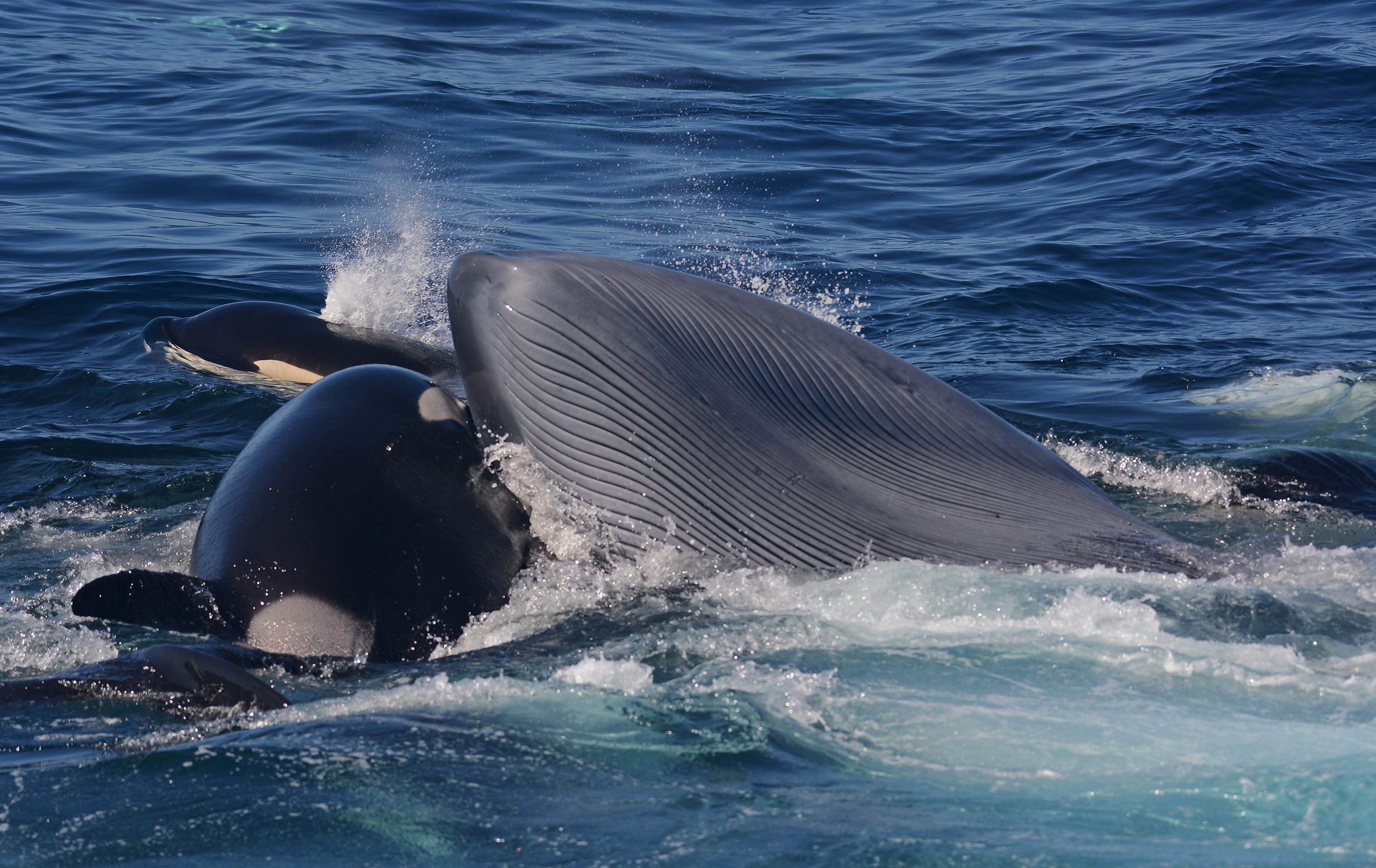 A pod of orcas attacking a blue whale, one of three predation events that were witnessed in waters off Australia from 2019 through 2021. A pod of orcas attacking a blue whale, one of three predation events that were witnessed in waters off Australia from 2019 through 2021.