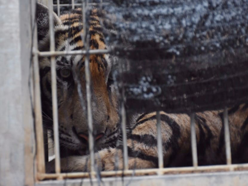 Thai wildlife officials start removing tigers from temple