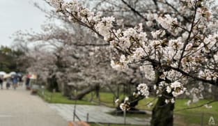 Berencana liburan ke Jepang? Cek waktu tepat menikmati bunga sakura mekar tahun ini 