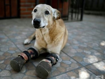 Once tortured by criminals, Mexico 'survivor' dog looks to win top pet contest