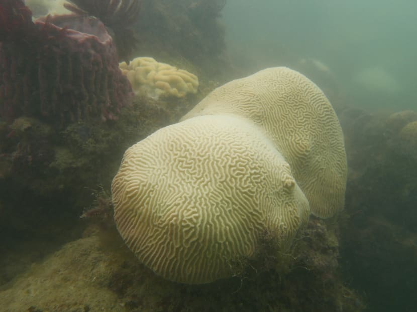 Gallery: Sisters’ Island dive trails closed until end-Sept due to coral bleaching