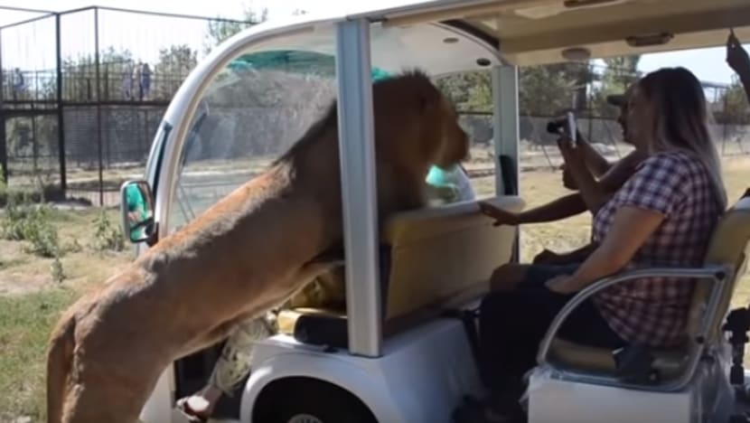 Singa 'tumpang sekaki' dalam kenderaan pelancong