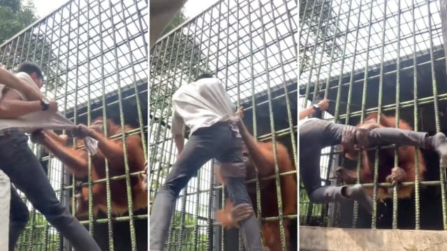 为拍TikTok视频越栏 印尼青年被猩猩袭击