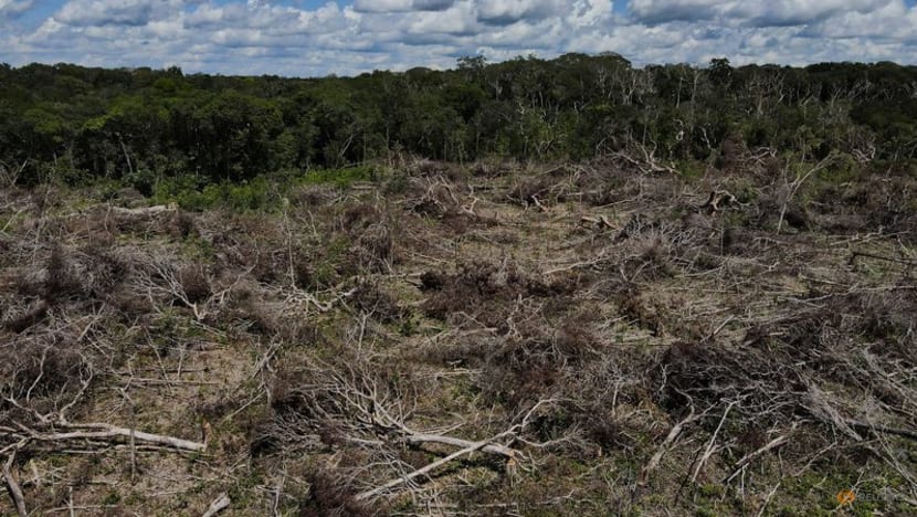 Deforestation in Brazil's Amazon hits record for first half of 2022