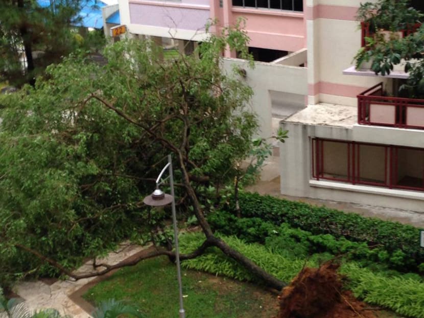 Strong winds topple trees, tents