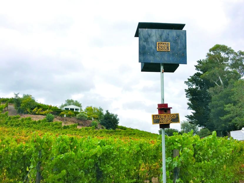 Sonoma Valley: Have a vine time here