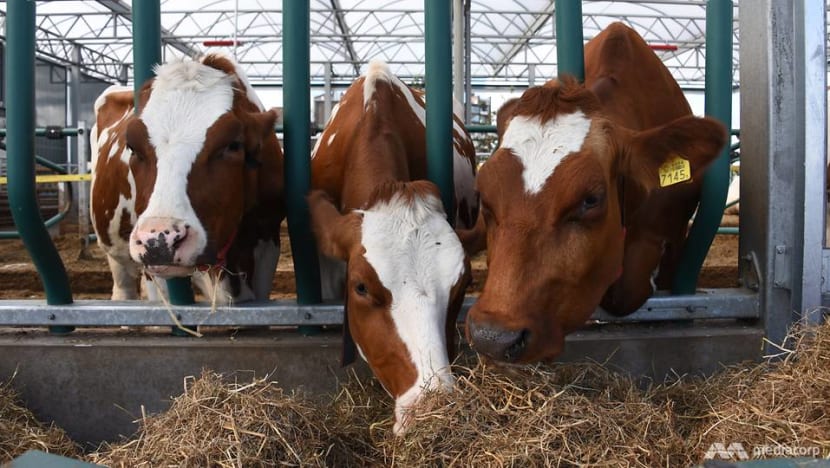 Tides of change: Amid rising sea levels, the Dutch float new initiatives with farms and more homes on water Tides of change: Amid rising sea levels, the Dutch float new initiatives with farms and more homes on water