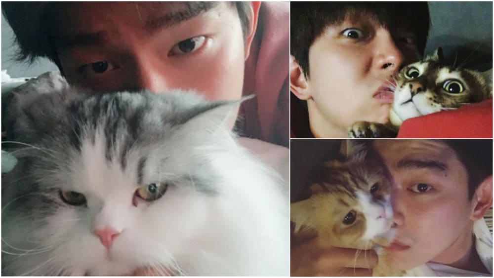 喵 快过来 12超可爱的猫奴男星 8world Entertainment Lifestyle