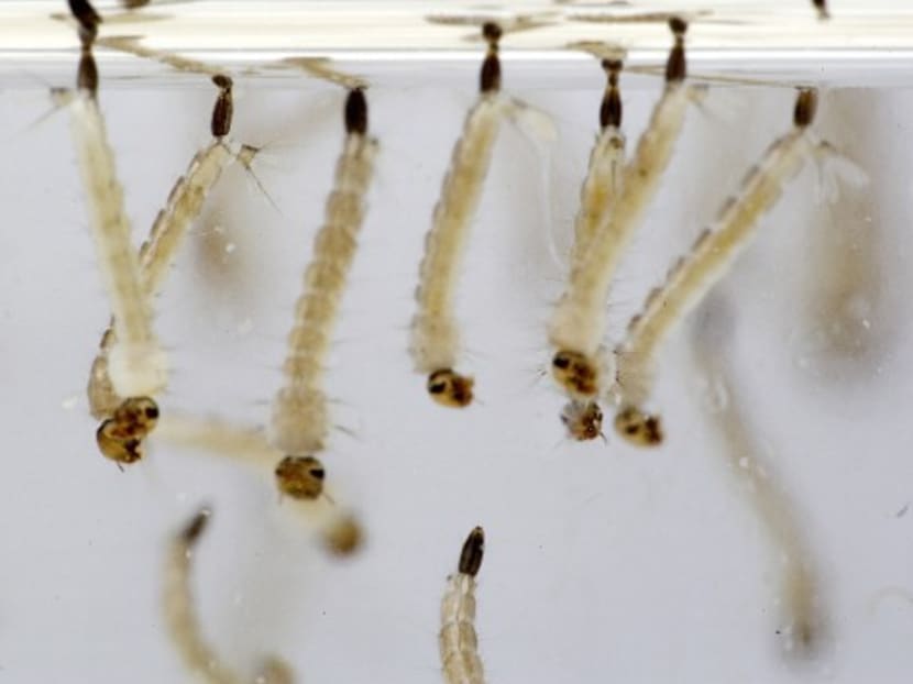 The larvae of the aedes mosquito. Photo: NEA