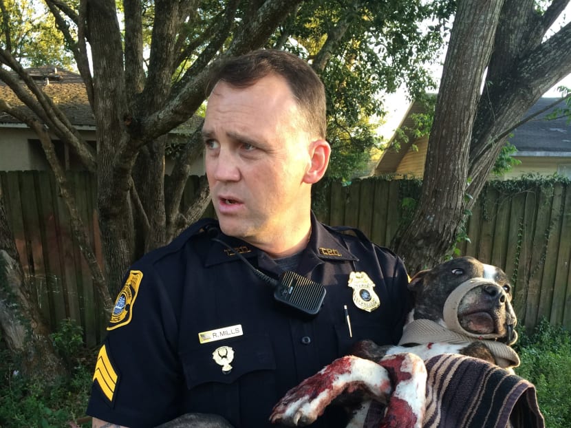 In this photo made available by the Tampa Police Department, Sgt. Rich Mills carries an injured female dog that was left tied to a railroad track in Sulfur Springs, Florida. Photo: AP
