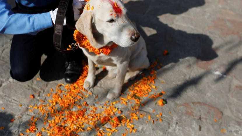 Baths, garlands for man's best friend at Nepal's canine festival Baths, garlands for man's best friend at Nepal's canine festival