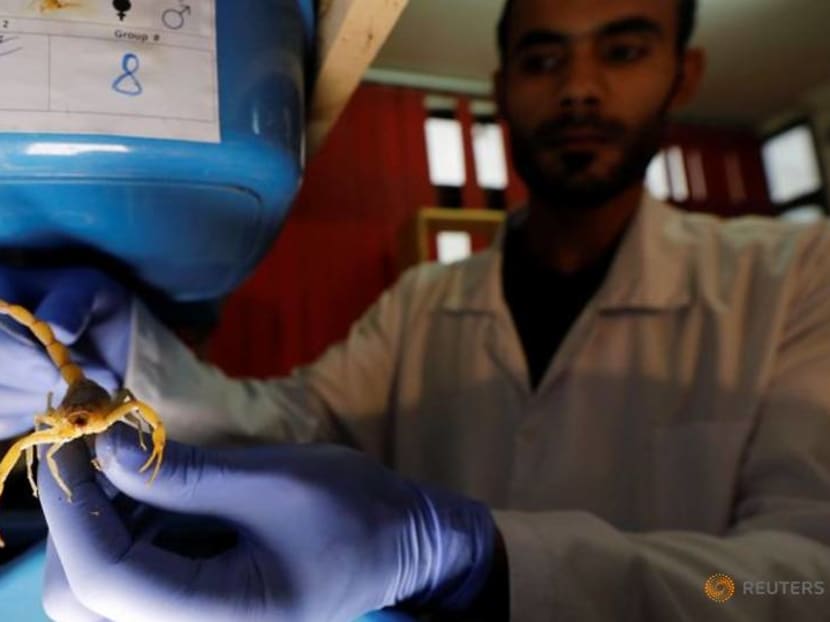 Young Egyptian finds fortune in scorpions Young Egyptian finds fortune in scorpions