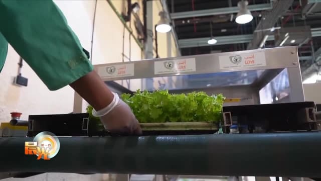 晨光|潮流解码：阿联酋推高科技种植 解决食安问题