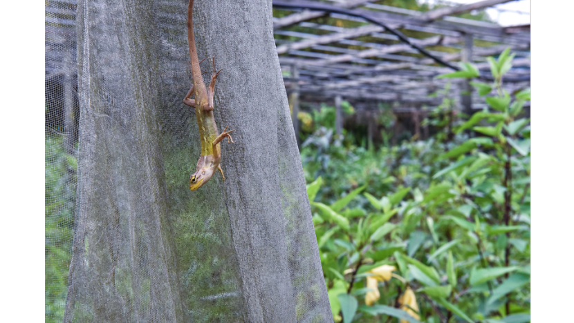 Commentary: Can farming be a success story for Singapore?