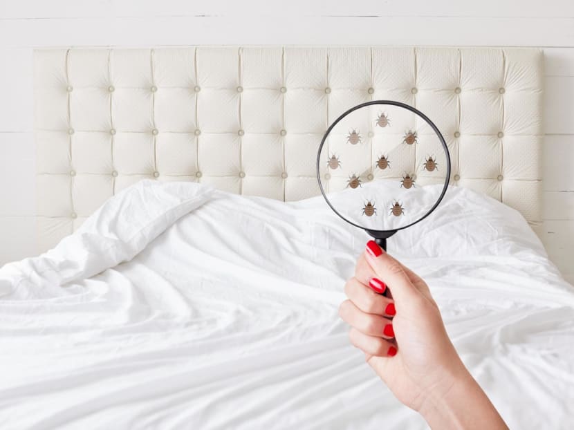 Millions of dust mites living in your mattress (and their poop) could be causing your allergies Millions of dust mites living in your mattress (and their poop) could be causing your allergies