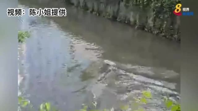 水獭现身黄埔河戏红鱼 围观民众：快逃！