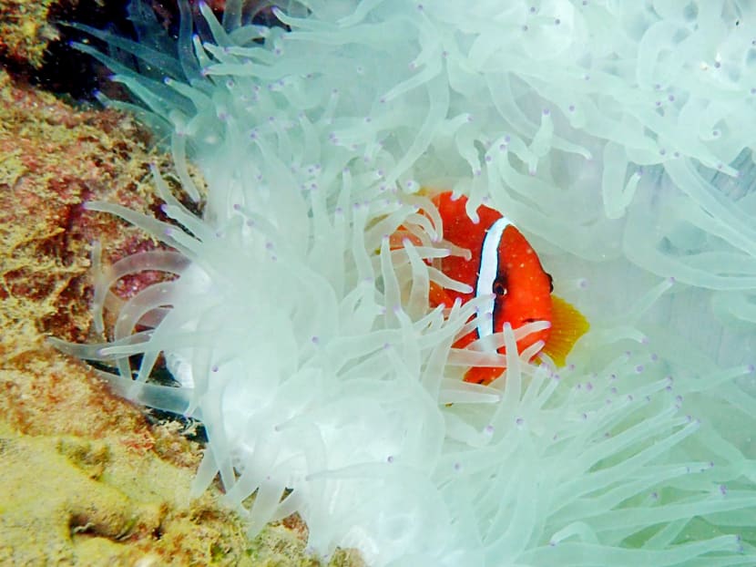 A clownfish swimming among bleached sea anemone. Singapore is experiencing what could be its worst coral bleaching episode to date, with assessments showing that it could be more severe than the previous two major bleaching events in 1998 and 2010. PHOTO: National Parks Board