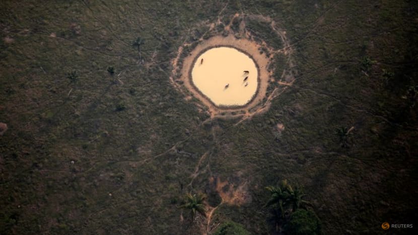 Deforestation in Brazil's Amazon edges down, still high under Bolsonaro Deforestation in Brazil's Amazon edges down, still high under Bolsonaro