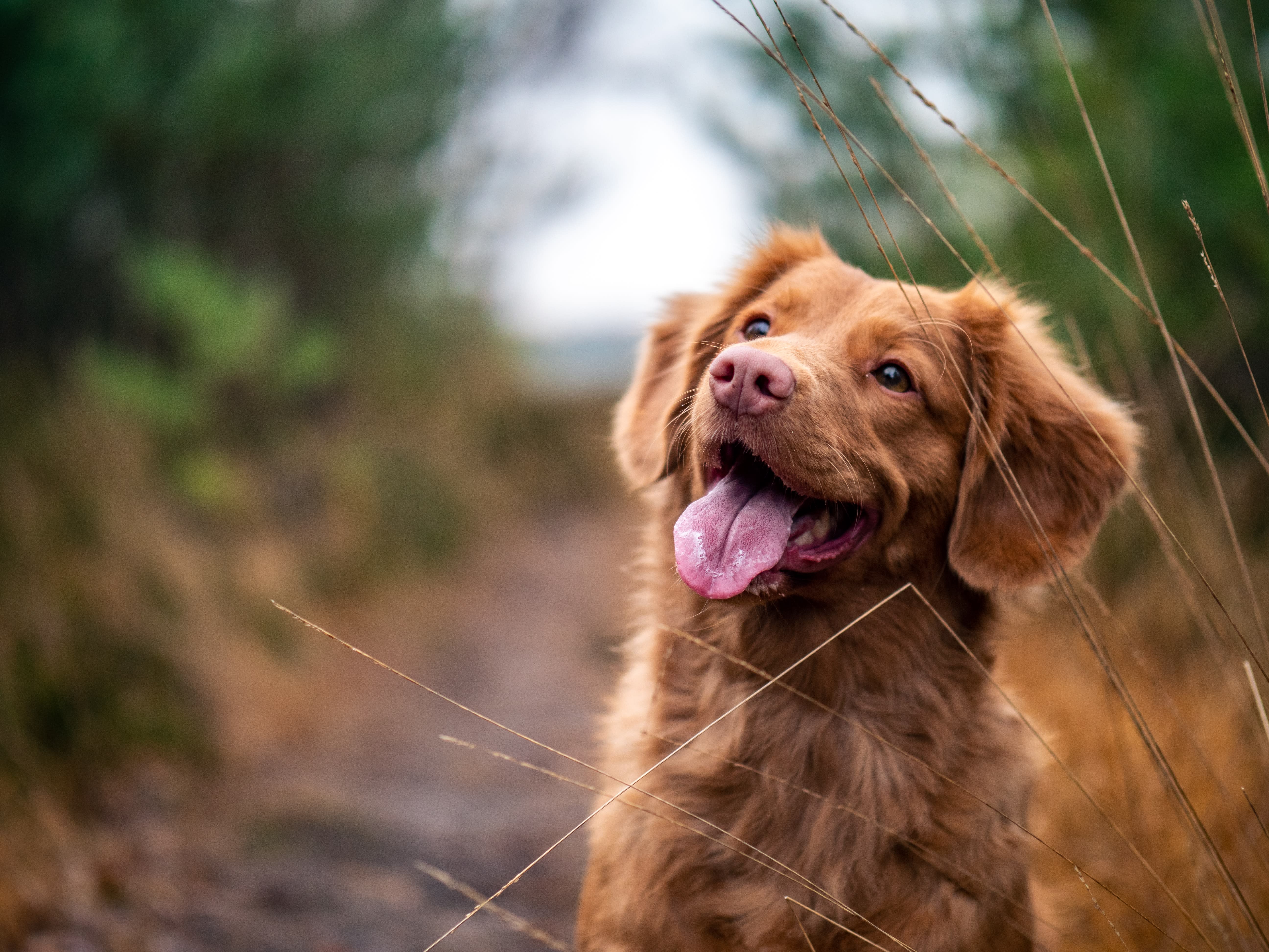 They’re all good dogs, and it has nothing to do with their breed They’re all good dogs, and it has nothing to do with their breed