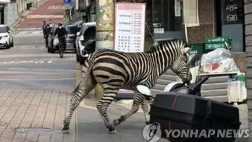 Kuda belang ditangkap 3 jam setelah terlepas dari taman haiwan Seoul