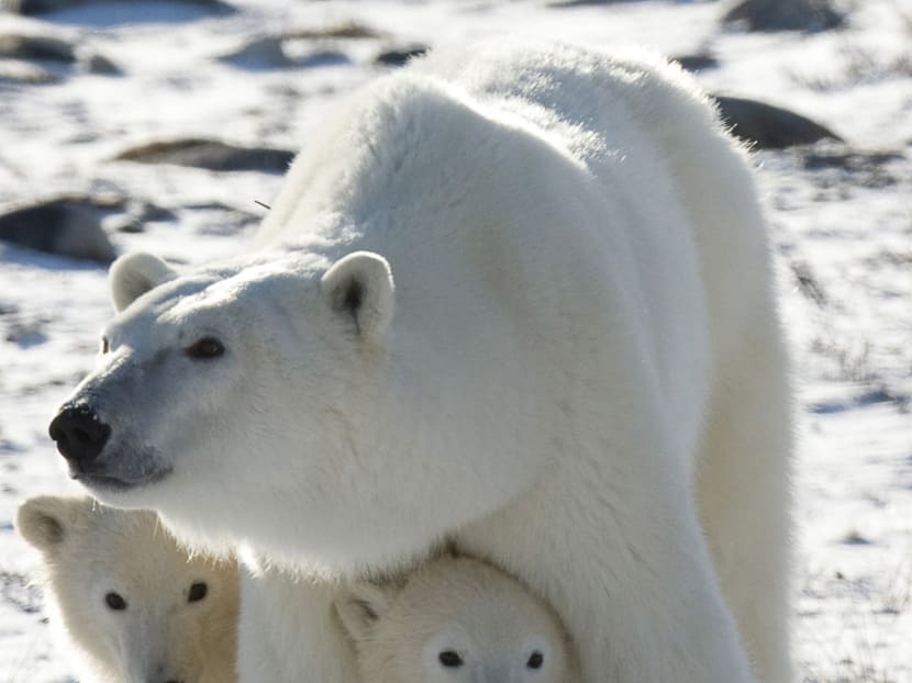 In this Nov 6, 2007, file photo, a polar bear mother and her two cubs are seen in Wapusk National Park on the shore of Hudson Bay near Churchill, Manitoba. Photo: AP