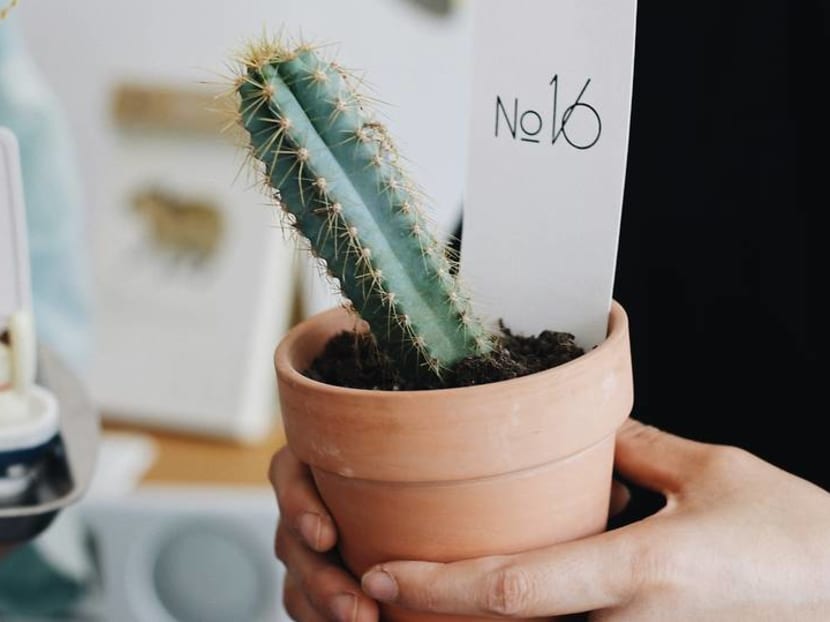 You can become an indoor plant parent even if you don't have green fingers You can become an indoor plant parent even if you don't have green fingers