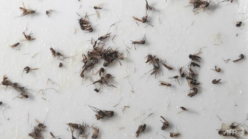 PUB to carry out fogging, checks as midges multiply near Pandan Reservoir PUB to carry out fogging, checks as midges multiply near Pandan Reservoir
