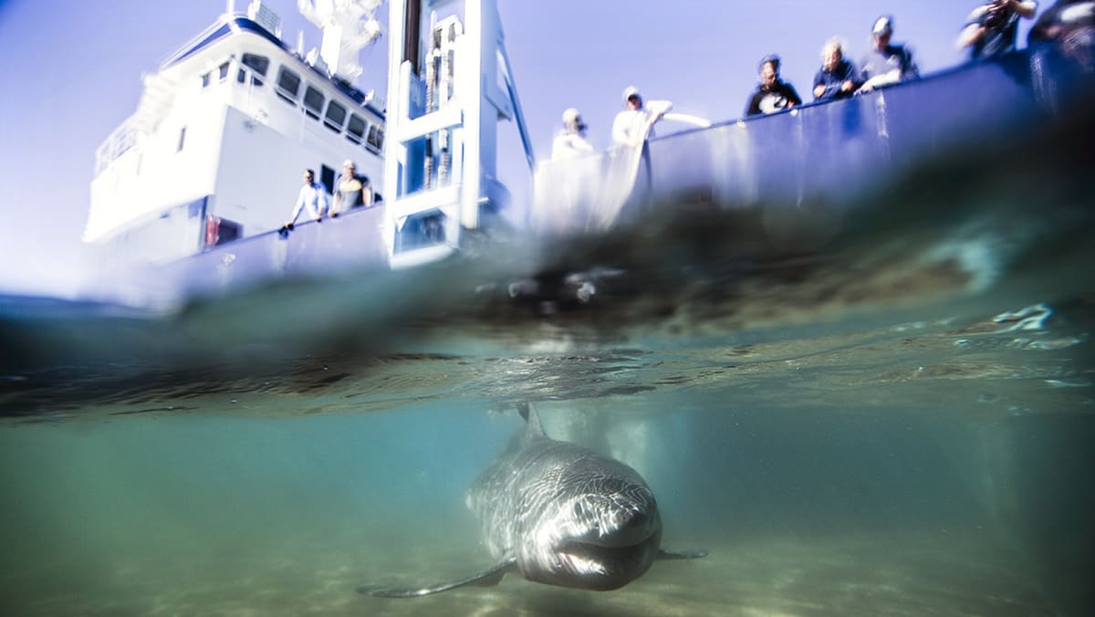 Research group confirms great white shark nursery off Long Island - TODAY