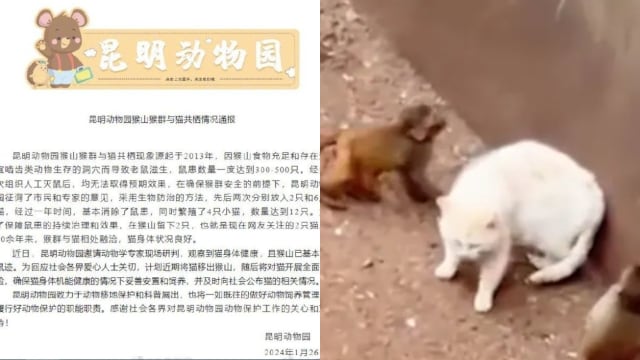 中国昆明动物园 猴子杀死两只猫