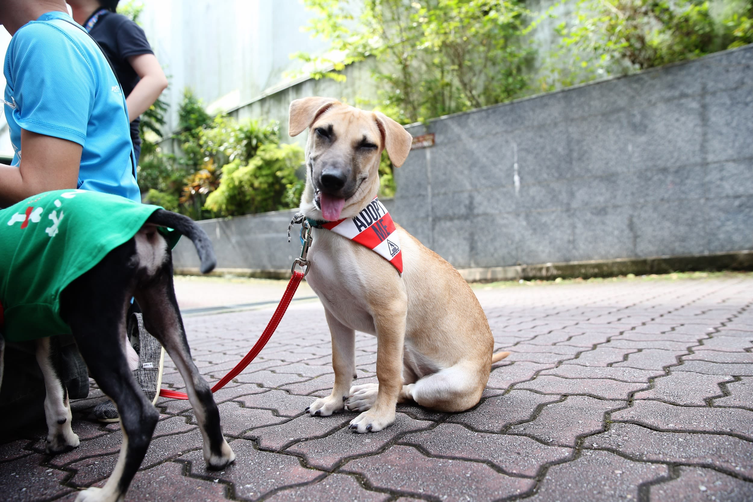 New guidelines launched for dog adoption and training, but welfare groups wish for more 'bite' than bark
