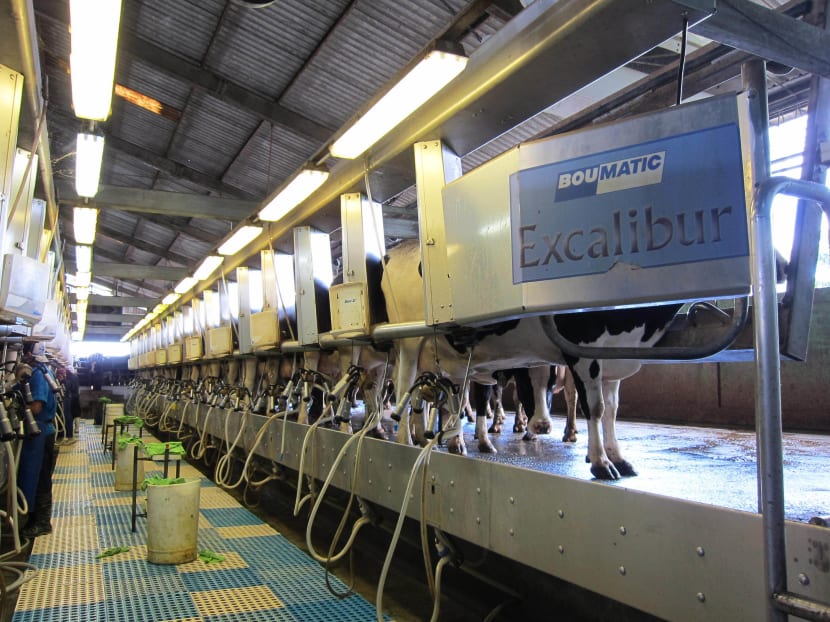 Dairy farms to expand in Asia as milk consumption increases