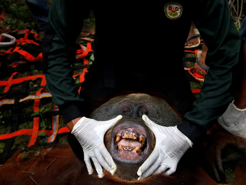 Photo of the day: A veterinarian examines a Sumatran Orangutan rescued from a plantation in South Aceh, Indonesia.