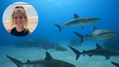 What Is A Good Shark Documentary? We Ask A Marine Scientist (Who Is Also A Pro Wrestler)