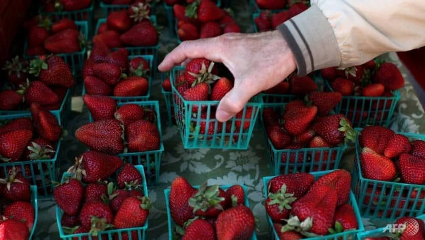 Second needle incident in strawberries in New Zealand Second needle incident in strawberries in New Zealand