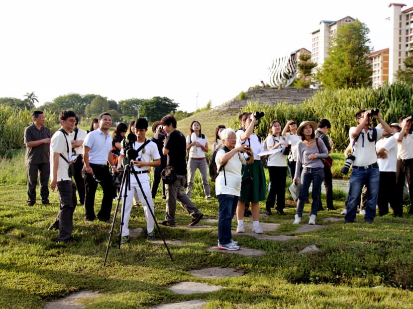 Participants bird-watching in the early morning at Bishan-Ang Mo Kio park. They consists of staff from NParks, students from Raffles Institution, and Minister of State for National Development, Mr Desmond Lee. This is in conjuction of the launch of the first NParks Garden Bird Count, where the community can be involved in biodiversity monitoring, such as taking a picture about the birds in Singapore and uploading it into NPark's phone application, called SGBioAtlas. Photo: Low Wei Xin